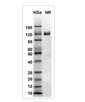 MW: Molecular Weight marker reduced condition
NR: PD-L1 dimer under non-reduced condition